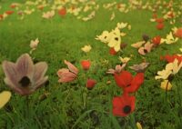 Anticipating Springtime in Israel Anticipating Springtime in Israel